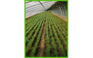 2018年河北辛集舊城鎮軍齊韭菜